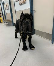 Independence Veterinary Clinic image 16