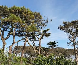 Arbres-Eco image 2