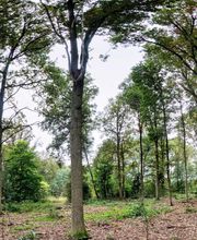 FriedWald Gronenburg Bild 9