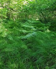 Rites des Bois image 12