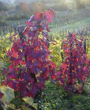 Bigot Hélène image 2