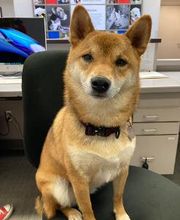 Apple Valley Veterinary Clinic image 16