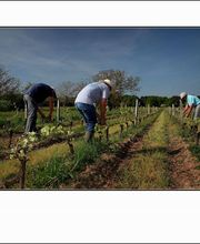 Vignoble Tévenot image 7