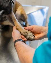 Cabinet vétérinaire d'Harly - Sevetys image 2