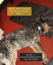 Dein Hund findet zu Hause keine Ruhe. Dies ist das Thema unseres Blogbeitrag.