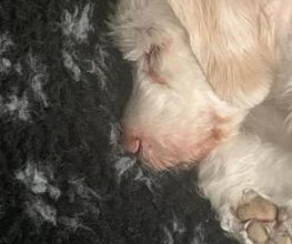 Hundebetreuung Oldies but Goldies Bild 6