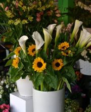 Gallery Cliente