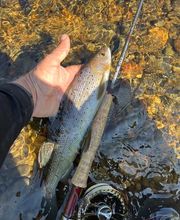 Fly Fishing Jura Suisse image 2