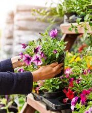 Garden & Nostalgia imagen 2