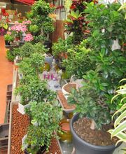 Jardinerie Delbard Le Puy en Velay image 9