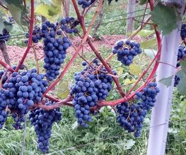 Weingut Scherer Bild 1