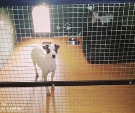 RESIDENCIA CANINA SORIA imagen 4