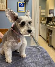 Ormond Beach Family Vet image 7