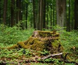 Bemooste Baumwurzeln, blühender Waldboden und der wenige hundert Meter entferne Liepnitzsee machen den FriedWald zu einem idyllischen Ort.
