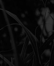 Evink Hoveniersbedrijf