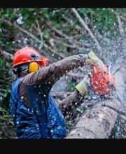 Debarre Elagage image 14