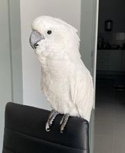 Clínica Veterinaria Okapi imagen 3