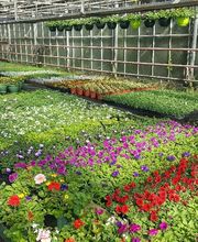 Boulanger Fleurs Claeyman Catherine image 10