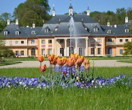 Schloss-Apotheke Pillnitz Bild 2