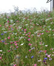 Parisini AG - Ihr Gartenbauer im Aargau Bild 7