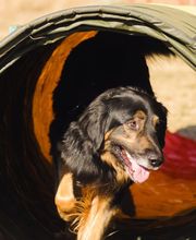 Hundeschule Mosig Bild 9