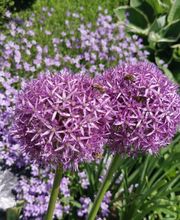 Portmann H. Gartenbau GmbH Bild 10