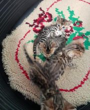 Élevage familial de la Pomaille image 3