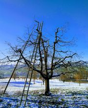 DZ Hauswartung und Gartenunterhalt Bild 7
