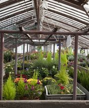 A. Pinto Fleurs Bild 3