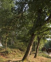 Ferme Equestre la Fontaine image 2
