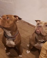 Adiestra2 / Adiestrador Canino en Barcelona y alrededores imagen 4