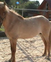 Leenhof Reitschule - Islandpferde Bild 7