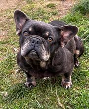 Le royaume du Bonheur image 10