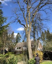 Thies Dölger Gartenbau Bild 4