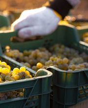 Weingut Hermann Kern Bild 4