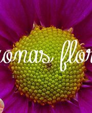 Díaz Floristas imagen 7