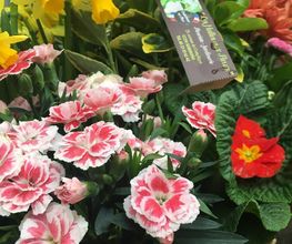 Les Halles aux Fleurs image 12