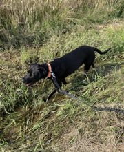 L'ETOILE D'OURALE image 4