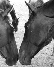 Horseland image 3