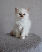 Chatterie de caline : Élevage et vente de chatons Sacré de birmanie image 4