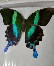 Clémence-médium image 9