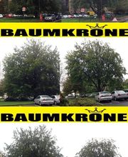 Baumkrone René Hannak Bild 2