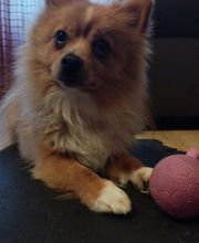 Adiestra2 / Adiestrador Canino en Barcelona y alrededores imagen 7