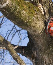 Little C Tree Service image 7