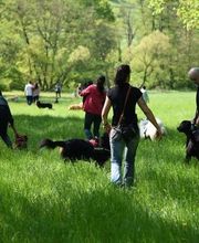 The Walking Dogs Center image 4