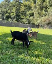 Spears Family Farm image 3