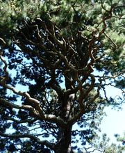 Muller Forêts image 3