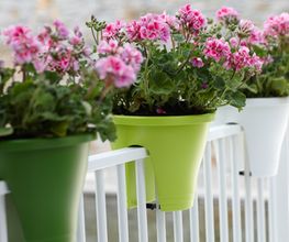 Wiedmer-Blumen AG Bild 9