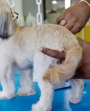 Animal City image 18