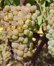 Le Vignoble de Montépilloy image 5